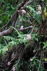 Dendrobium smillieae