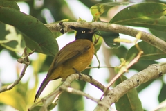 Rubigula flaviventris