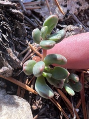 Sedum obtusatum