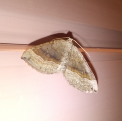 Scotopteryx chenopodiata