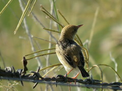 Cisticola exilis