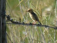 Cisticola exilis