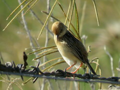 Cisticola exilis