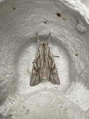 Lithophane leautieri