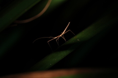 Sipyloidea larryi