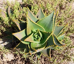 Aloe distans