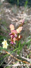 Diuris longifolia