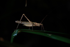 Phricta spinosa