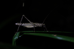 Phricta spinosa