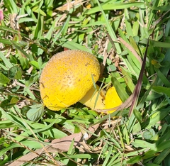 Amanita flavella