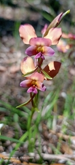 Diuris longifolia