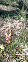 Diuris longifolia