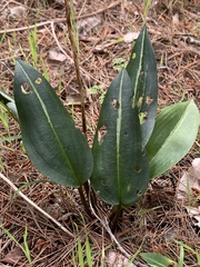 Cryptostylis ovata