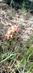 Diuris longifolia