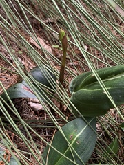 Cryptostylis ovata