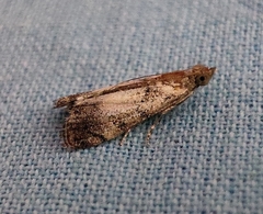 Lepidoptera