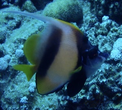 Heniochus intermedius