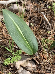 Cryptostylis ovata