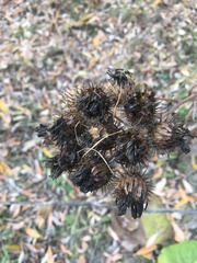 Arctium