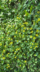 Ranunculus muricatus