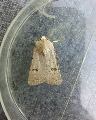 Caradrina kadenii