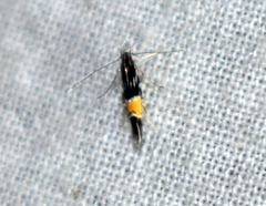 Cosmopterix
