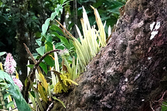 Pyrrosia longifolia