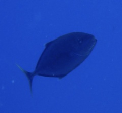 Flavocaranx bajad