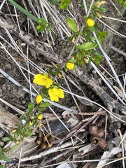 Hibbertia empetrifolia