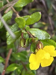 Hibbertia empetrifolia