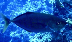 Flavocaranx bajad