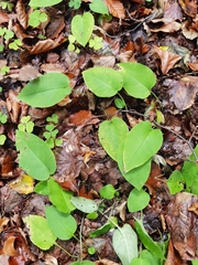 Pulmonaria