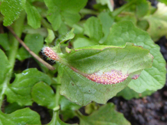 Puccinia lapsanae
