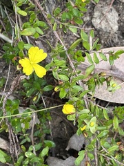 Hibbertia empetrifolia