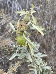 Asphondylia atriplicis