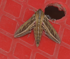 Hippotion celerio