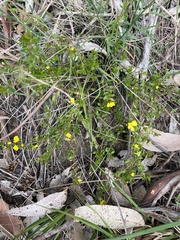 Hibbertia empetrifolia