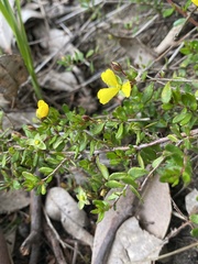 Hibbertia empetrifolia