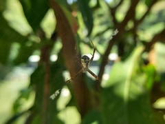 Argiope perforata