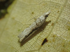 Holocola parthenia