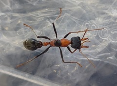 Myrmecia nigrocincta