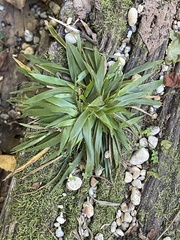 Dichanthelium laxiflorum