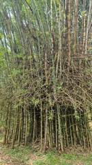 Bambusa sinospinosa