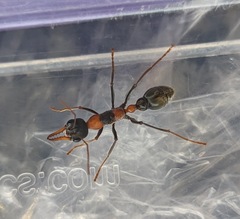 Myrmecia nigrocincta
