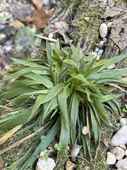 Dichanthelium laxiflorum