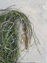 Phyllospadix torreyi