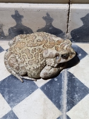 Sclerophrys mauritanica
