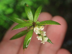 Leucopogon fasciculatus