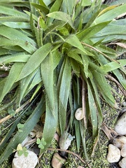 Dichanthelium laxiflorum