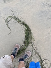 Phyllospadix torreyi